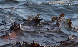Воды Дуная возле Измаила покрыты нефтяной плёнкой