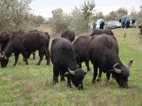 на фото: Экспериментальное стадо буйволов