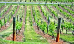 У виноградарей Болградского района отсутствуют рынки сбыта