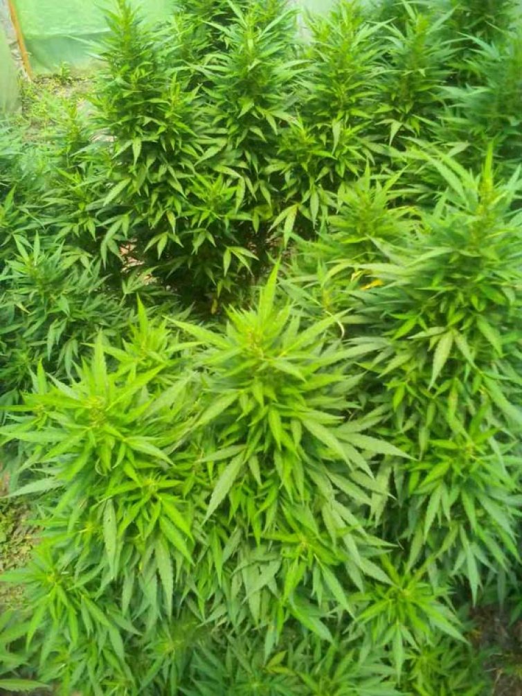 Женщина выращивала коноплю марихуана ломки