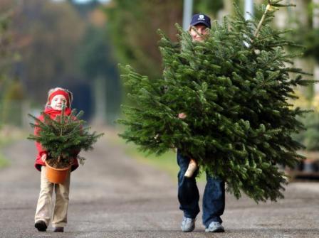 В Одесской области лесные хозяйства продадут 20 тысяч новогодних елок