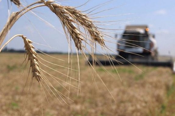 Аграрии Одесской области завершили уборку – намолочено 2,5 млн. тонн зерна