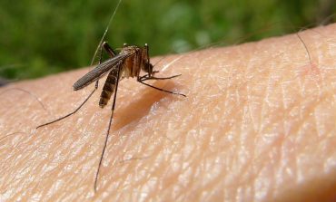 В Измаиле начали обработку города от нашествия комаров
