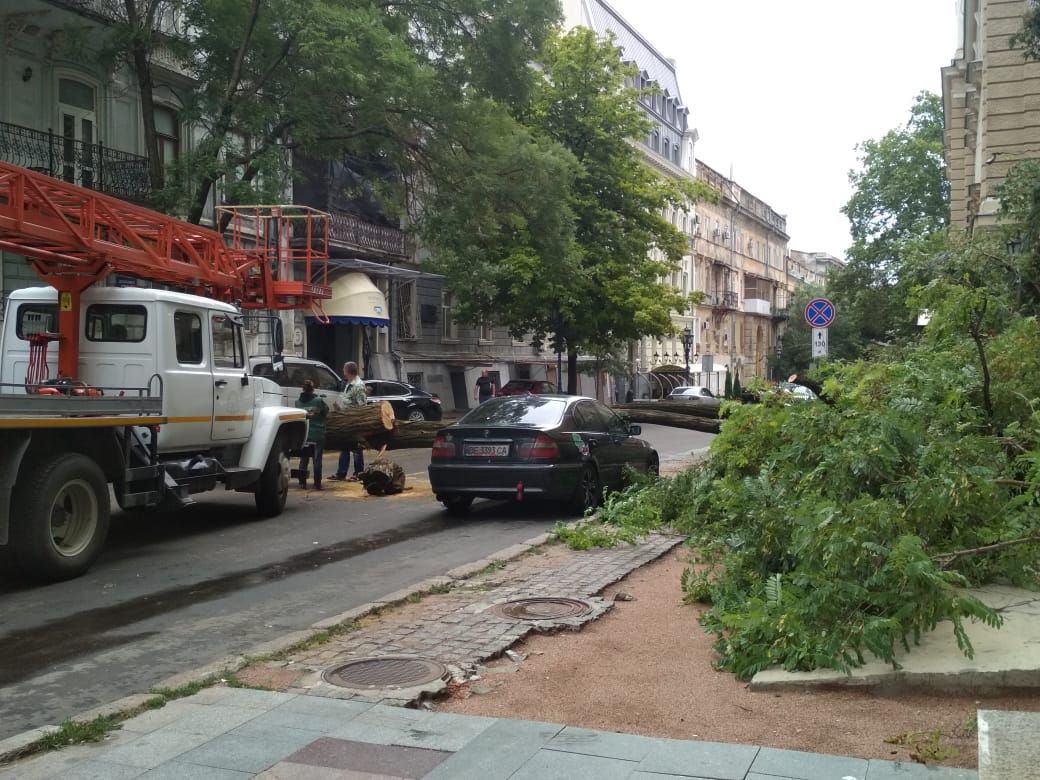 Возле Оперного театра дерево упало на автомобиль и на дом (ФОТО) |  Интернет-газета 