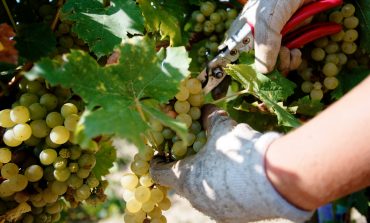 На Одещині прогнозують зниження врожаю винограду через посуху