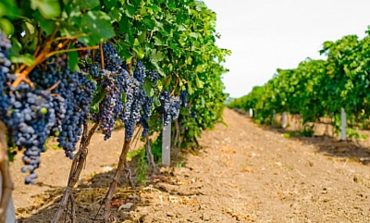 Виноградари ПТК Шабо завершили уборочную, собрав более шести с половиной тысяч тонн винограда