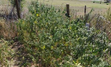 В Арцизском районе выявили незаконный посев конопли