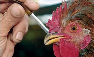 В Килийском районе принимают меры для предотвращения эпидемии птичьего гриппа