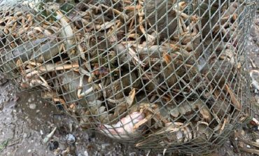 У водоймах Одеської області заборонили ловити раків