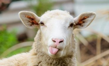 Житель Болградского района выкрал отару овец на 300 тысяч гривен