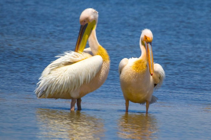 пеликаны