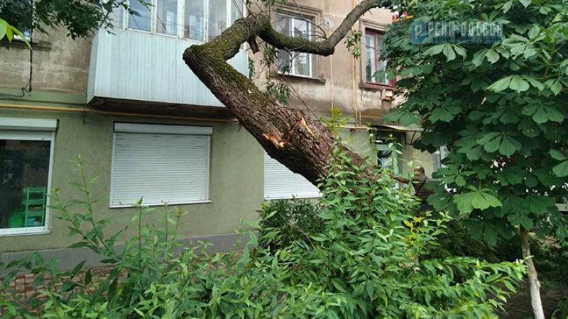 упавшее на здание дерево