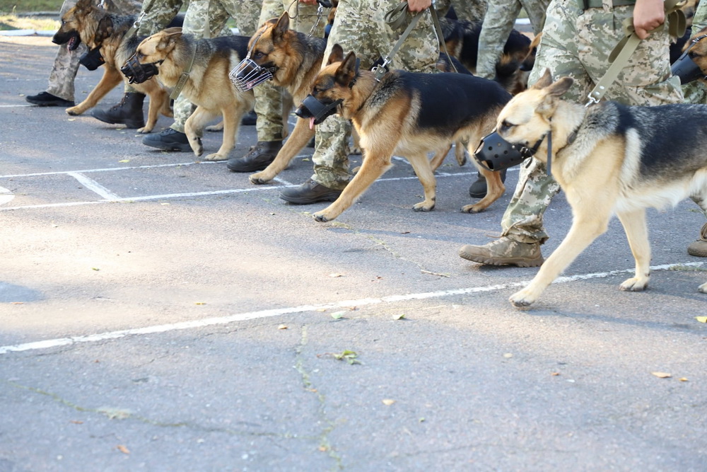 служебные собаки Измаильского пограничного отряда