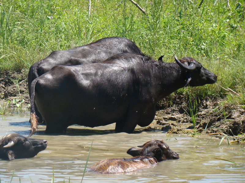 буйволы в парке Картал