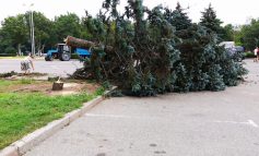 В Одесском облсовете назвали причины вырубки голубых елей