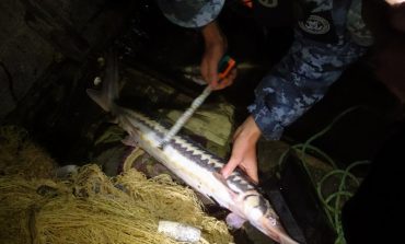 На Дунае задержали браконьеров, которые ловили краснокнижных рыб