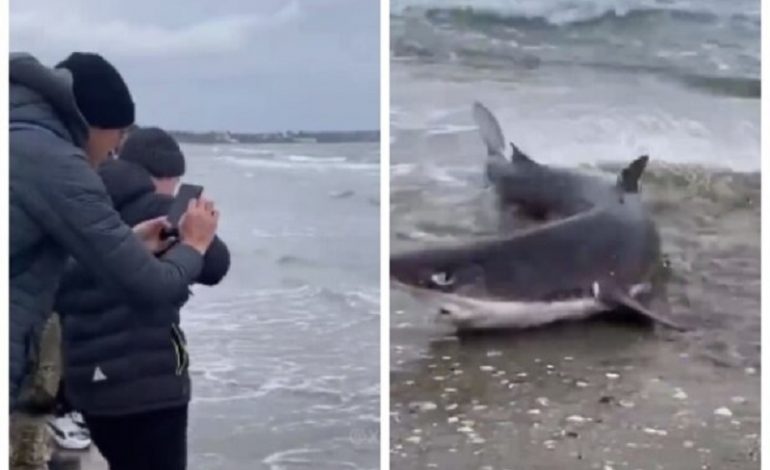 На одесском пляже спасли оказавшуюся в беде акулу (фото, видео)