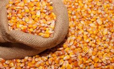Стала известна причина падения цен на кукурузу в портах Рени и Измаила