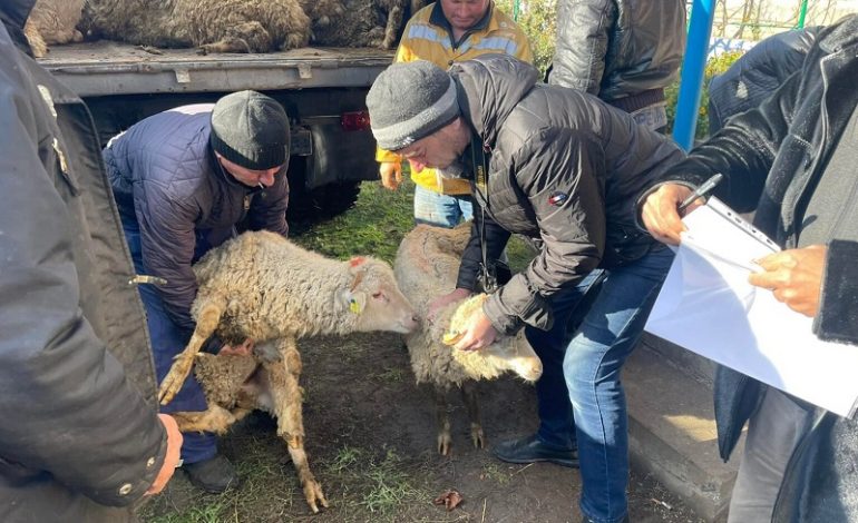Жителям семи гагаузских сел Одесской области подарили 240 овец