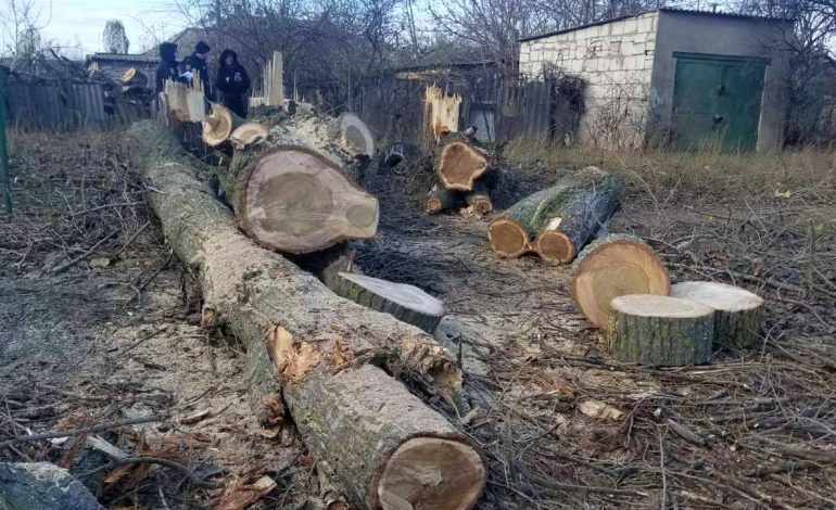 За незаконные вырубки деревьев в Белгороде-Днестровском привлекли виновных