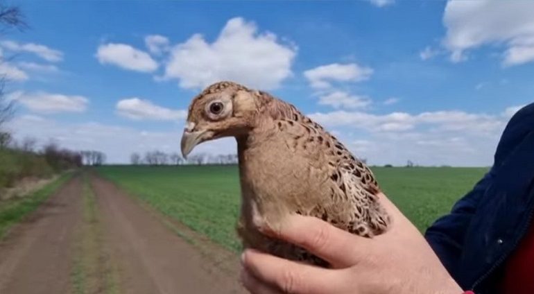 На юге Одесской области выпустили в дикую природу 100 фазанов (видео)