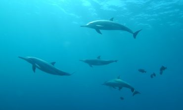 В лабораторіях Італії та Німеччини вивчать причини масової загибелі дельфінів у Чорному морі