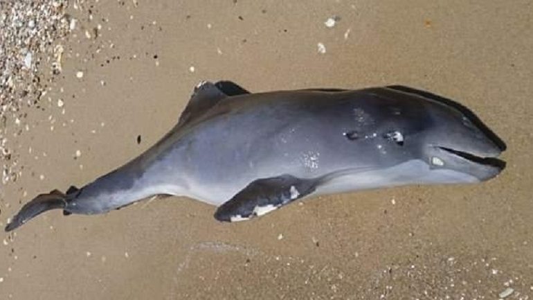 На побережье Черного моря продолжают находить мертвых дельфинов (фото)
