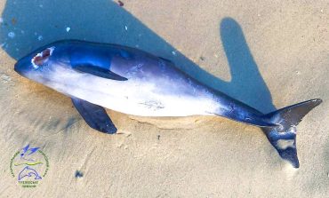На узбережжя Одеської області викинуло мертвих дельфінів