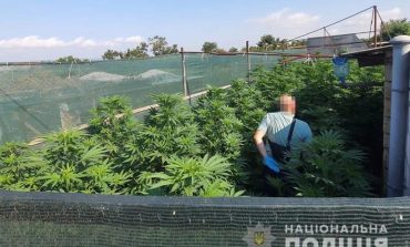 В Измаильском районе местный житель вырастил более 100 кустов конопли (фото)