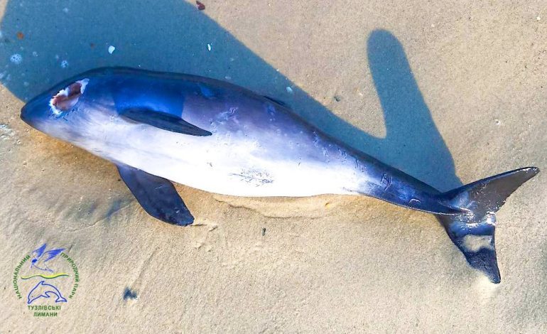 На півдні Одещини екологи мають намір створити рятувальний центр для дельфінів