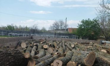 В Болградском районе черный лесоруб уничтожил 26 ясеней и софор