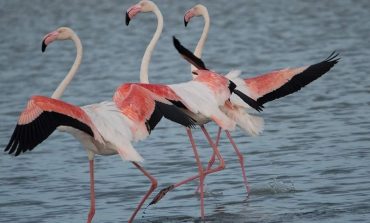На юг Одесской области прилетели фламинго (ФОТО)