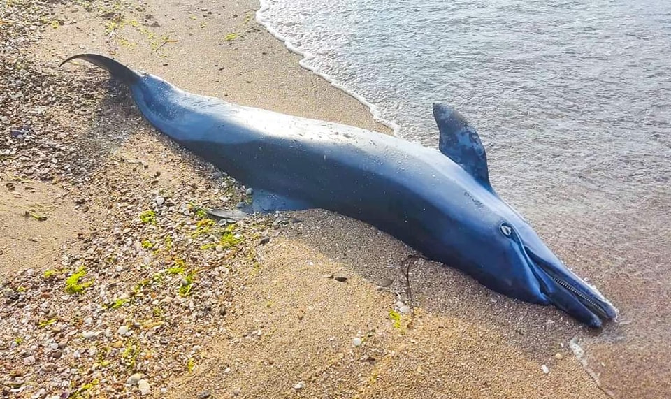 тело дельфина на пляже