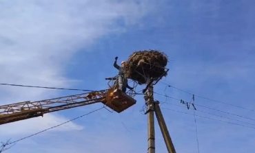 В Одесской области установят защитные платформы для гнезд аистов
