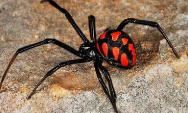 На Одещині спостерігається підвищена активність отруйних павуків-каракуртів