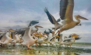 В Тузловских лиманах отдыхает стая молодых пеликанов (фото)