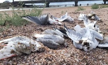 На двух лиманах Одесской области зафиксировали массовую гибель птиц