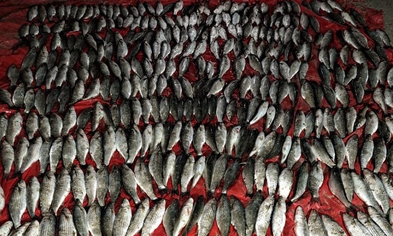 У Білгород-Дністровському районі браконьєр наловив риби на 655 тис грн