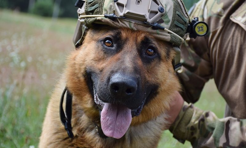 На службе у пограничников появятся служебные собаки-спецназовцы