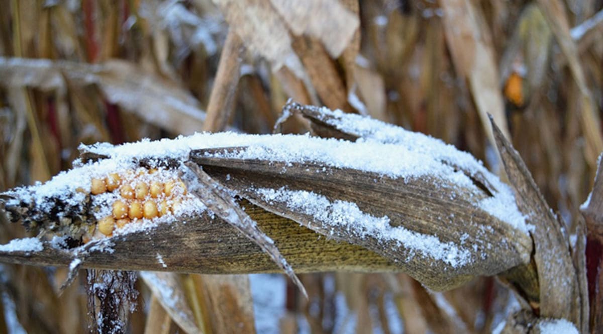 кукуруза в снегу,
