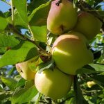 Ирак наращивает закупки украинского яблока