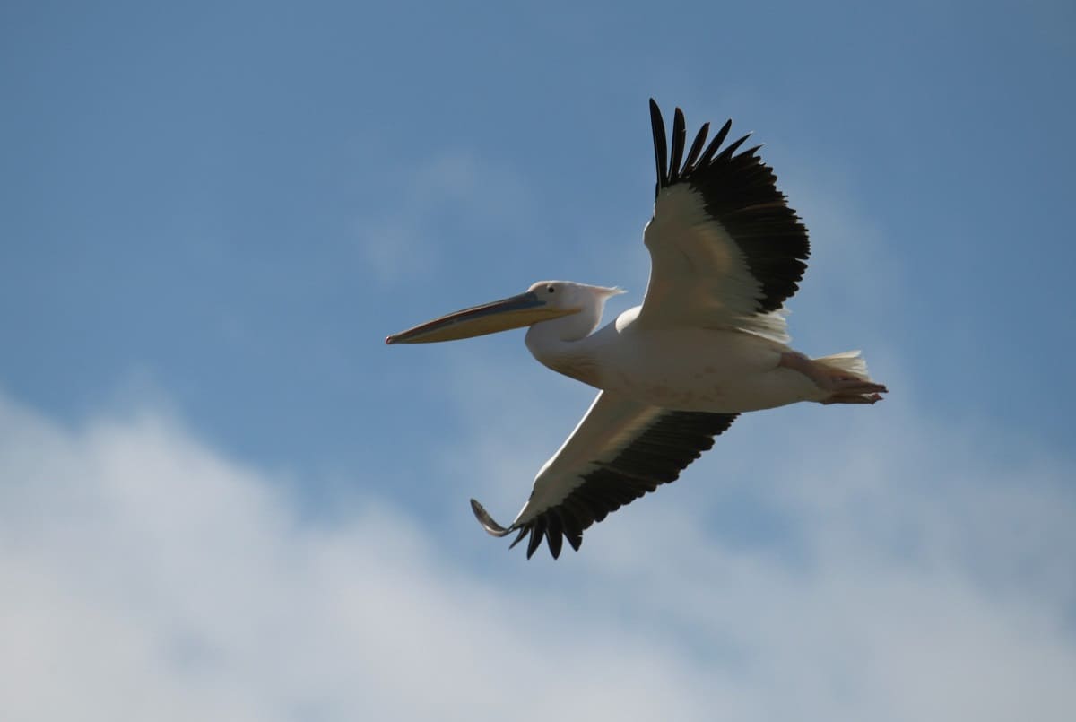 В Одесскую область прилетели пеликаны