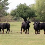 Чергова група водяних буйволів оселилася  у Придунав’ї
