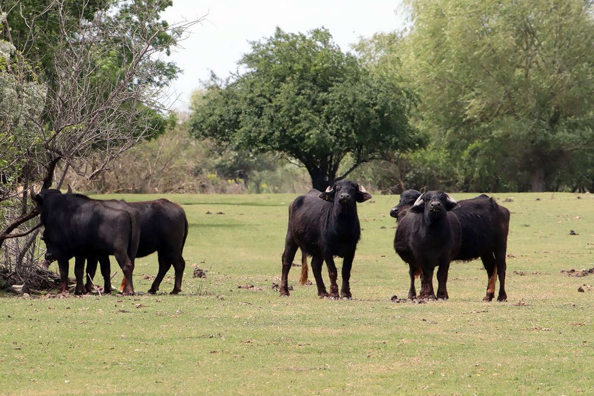 Водяні буйволи