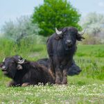 На острів в Одеській області поселили сім’ю водяних буйволиць