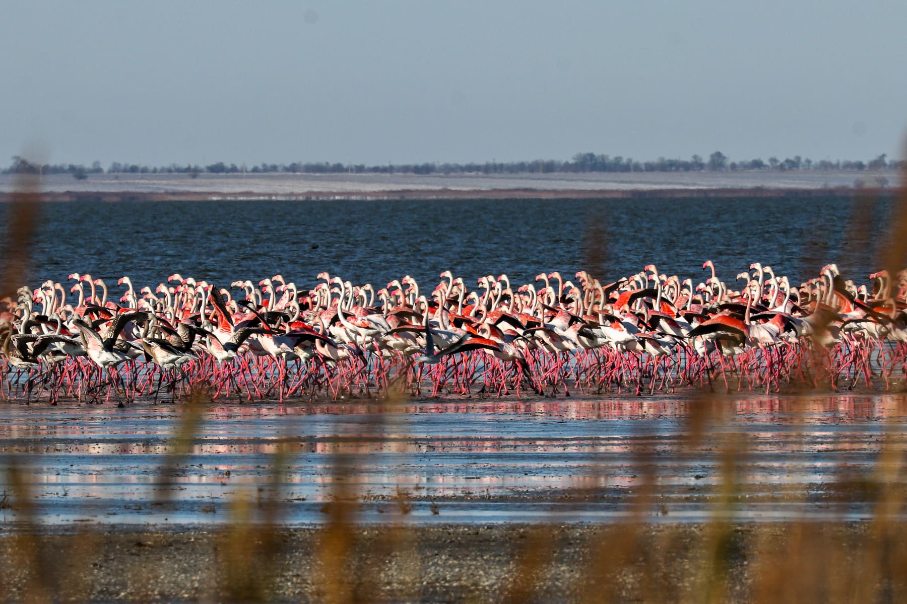 фламинго в Одесской области