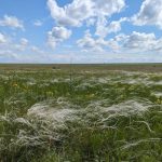 В Одесской области восстанавливают дикую степь