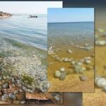 Ситуация в Азовском море близка к экологической катастрофе